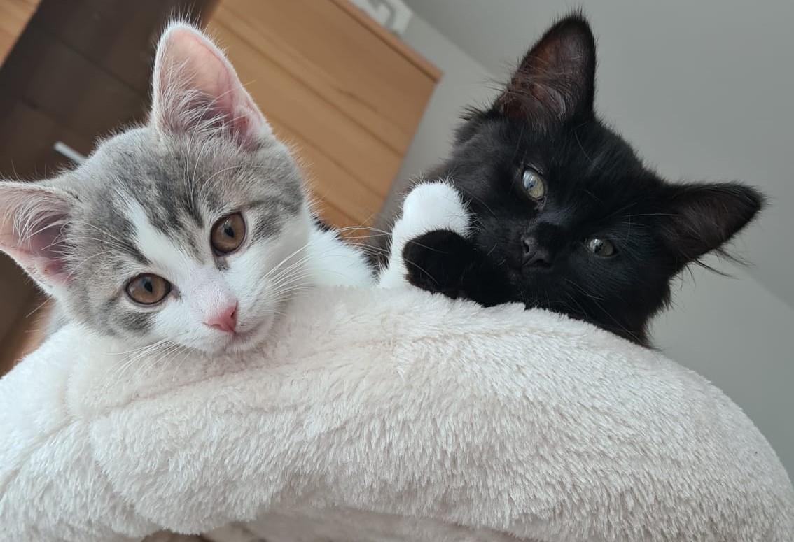 Über mich Katze hat durchfall frisst aber normal weiter