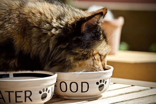 Was dürfen Katzen essen?